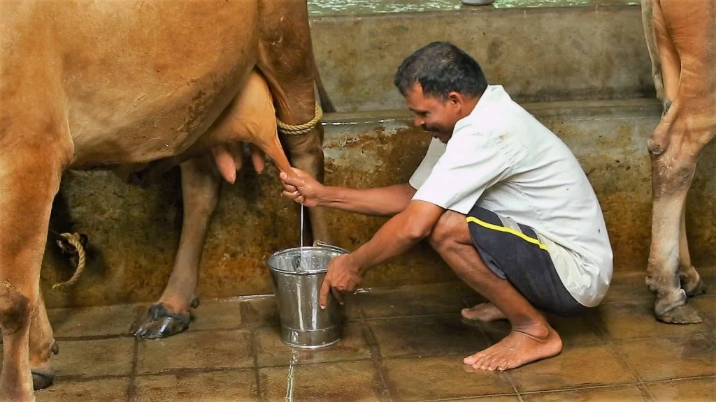 Ayodhya Mini Nandini Dairy Scheme: अयोध्या में 42 मिनी नंदिनी डेयरियों से बढ़ेगा दुग्ध उत्पादन, महिलाओं को मिलेगा 50% अनुदान