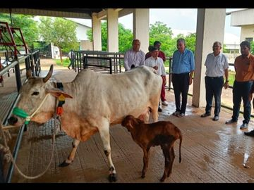 BHU Gangatiri Surrogate Cow Sahiwal: बीएचयू के वैज्ञानिकों का कमाल, गंगातीरी गाय ने दिया साहीवाल बछिया को जन्म